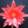 Epiphyllum-Hybr. Ackermann