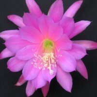 Epiphyllum-Hybr. First Prom Bl&uuml;te rosa / pink