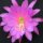 Epiphyllum-Hybr. First Prom Bl&uuml;te rosa / pink