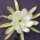 Epiphyllum-Hybr. High hopes