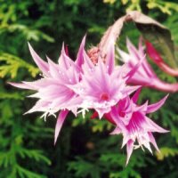 Epiphyllum-Hybr. Jasmine Paetz (Disocactus quezaltecus...
