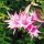 Epiphyllum-Hybr. Jasmine Paetz (Disocactus quezaltecus Hybride x Cleo Paetz) Bl&uuml;te lavendel-purpur