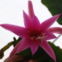 Epiphyllum-Hybr. Jewel