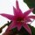 Epiphyllum-Hybr. Jewel