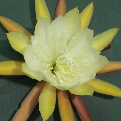 Epiphyllum-Hybr. Lemon Bl&uuml;te gelb / yellow