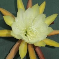 Epiphyllum-Hybr. Lemon Bl&uuml;te gelb / yellow