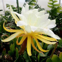 Epiphyllum-Hybr. Marie Josephine