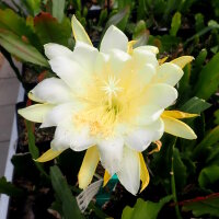 Epiphyllum-Hybr. Marie Josephine