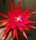 Epiphyllum-Hybr. Mariola Paetz