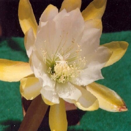 Epiphyllum-Hybr. Moon Goddess Bl&uuml;te wei&szlig;-gelb / white-yellow