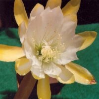 Epiphyllum-Hybr. Moon Goddess Bl&uuml;te wei&szlig;-gelb...