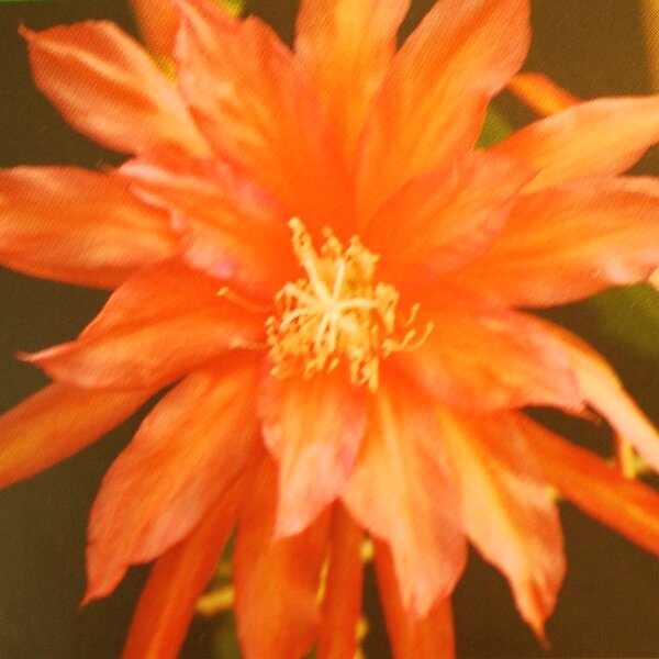 Epiphyllum-Hybr. Ol&eacute; Bl&uuml;te orange