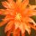 Epiphyllum-Hybr. Ol&eacute; Bl&uuml;te orange