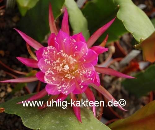Epiphyllum-Hybr. Osterholz PE 112