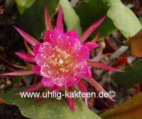 Epiphyllum-Hybr. Osterholz PE 112