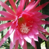 Epiphyllum-Hybr. Sch&ouml;nheitsk&ouml;nigin