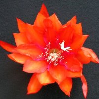 Epiphyllum-Hybr. Sun Flare Bl&uuml;te orange-magenta