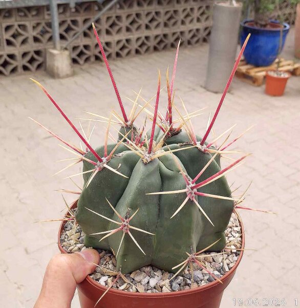 Ferocactus rectispinus