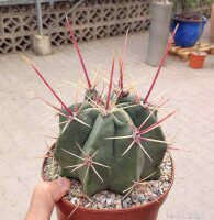 Ferocactus rectispinus