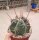 Ferocactus rectispinus