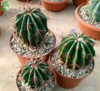 Ferocactus stainesii