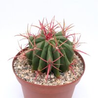 Ferocactus stainesii