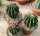 Ferocactus stainesii