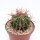 Ferocactus stainesii