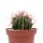 Ferocactus stainesii