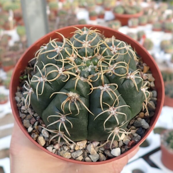 Gymnocalycium denudatum cv. Jan Suba