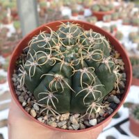 Gymnocalycium denudatum cv. Jan Suba