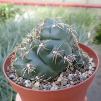 Gymnocalycium denudatum cv. Jan Suba