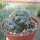 Gymnocalycium denudatum cv. Jan Suba