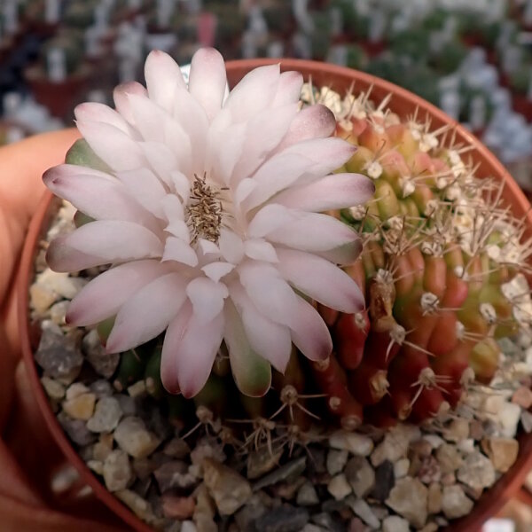Gymnocalycium anisitsii cv. cristata