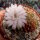 Gymnocalycium anisitsii cv. cristata
