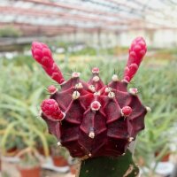 Gymnocalycium mihanovichii cv. Black Cap gepfr.