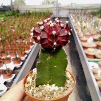 Gymnocalycium mihanovichii cv. Black Cap gepfr.