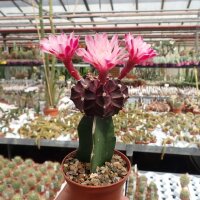Gymnocalycium mihanovichii cv. Black Cap gepfr.