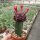 Gymnocalycium mihanovichii cv. Black Cap gepfr.