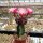 Gymnocalycium mihanovichii cv. Black Cap gepfr.