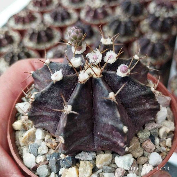 Gymnocalycium mihanovichii cv. Black Widow
