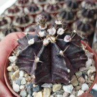 Gymnocalycium mihanovichii cv. Black Widow