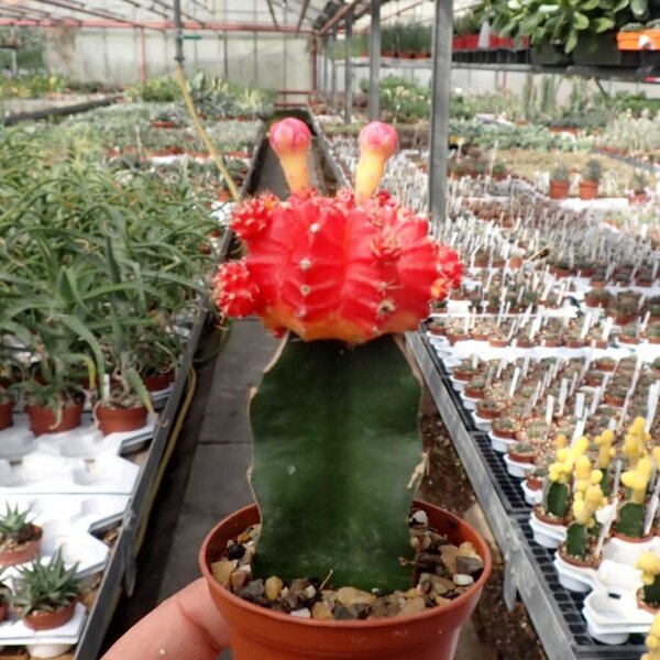 Gymnocalycium mihanovichii cv. Dark Orange Cap gepfr.