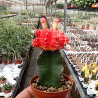 Gymnocalycium mihanovichii cv. Dark Orange Cap gepfr.