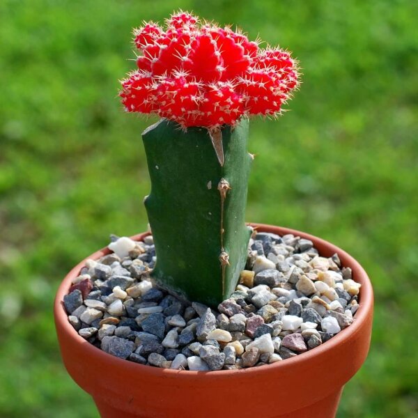 Gymnocalycium mihanovichii cv. Rubrum gepfr.
