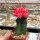 Gymnocalycium mihanovichii cv. Rubrum gepfr.