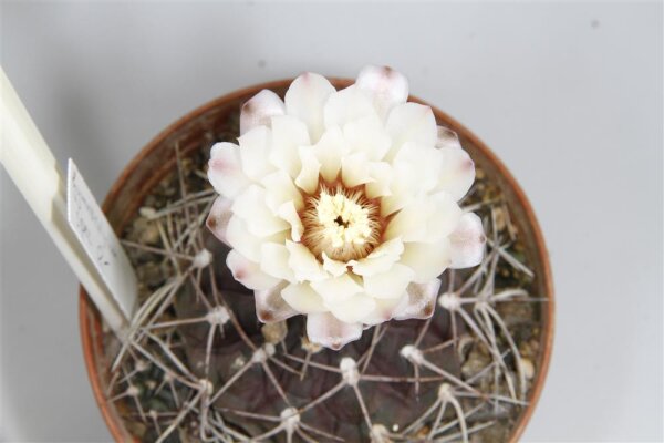 Gymnocalycium spec.
