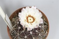 Gymnocalycium spec.