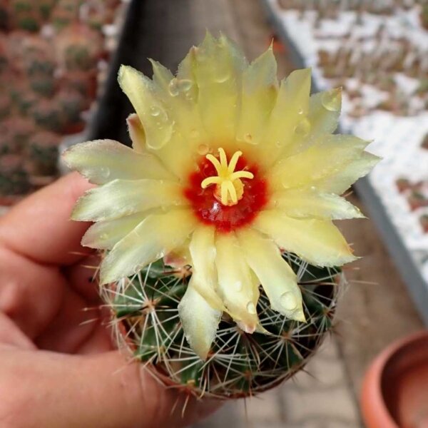 Hamatocactus setispinus