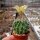 Hamatocactus setispinus